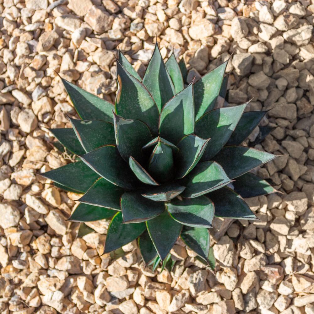 blue agave