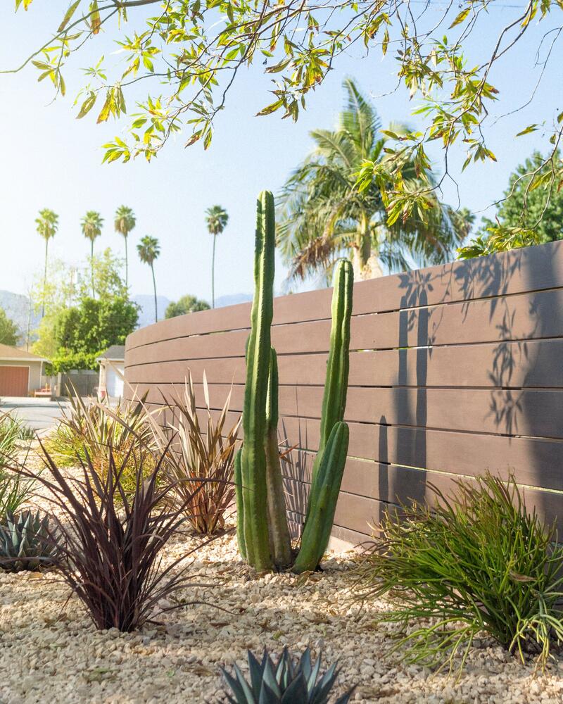 california native plants