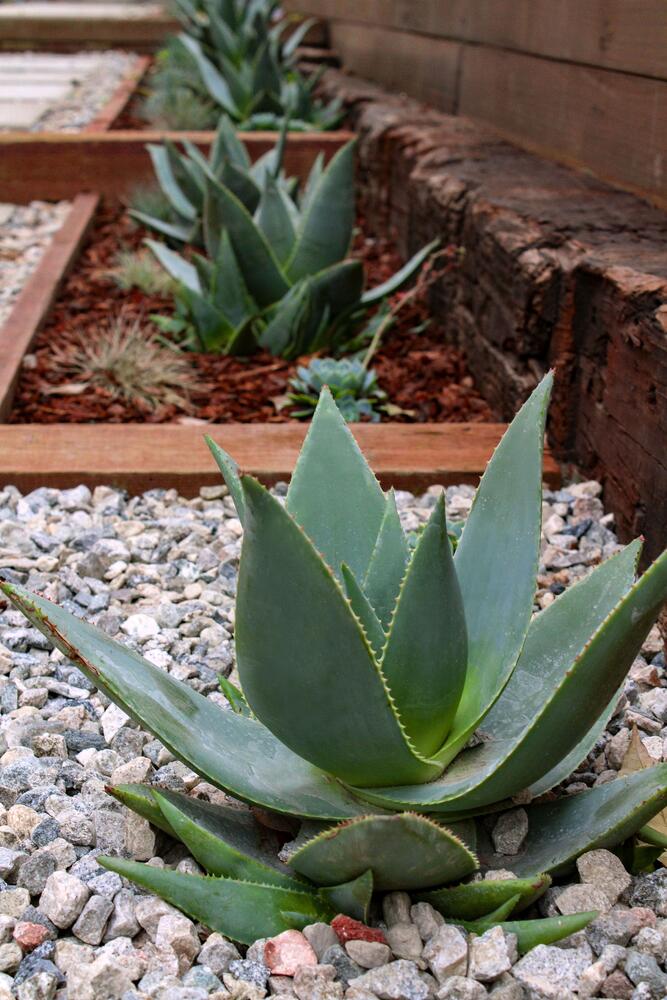 agave