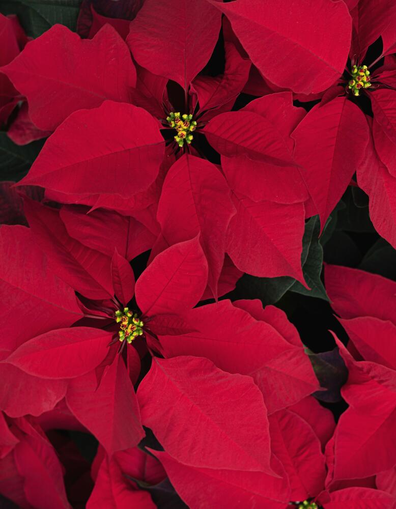 Poinsettias